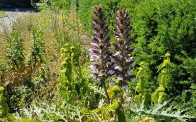 Name that plant! Bear's Breeches