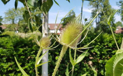 Name that plant! Fuller's Teasel