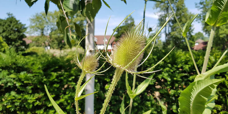 Name that plant! Fuller’s Teasel