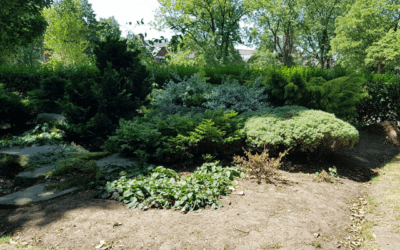 Plants: looking but not seeing