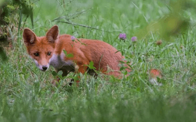 Fox in the park