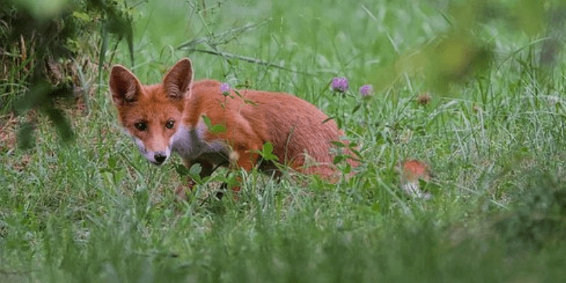 Fox in the park