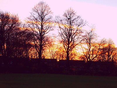 Winter in the Park