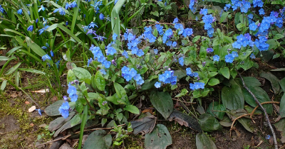 Spring colour in the park