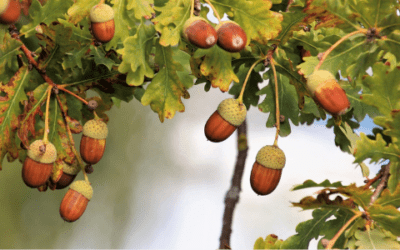 Saving nature - a seed at a time
