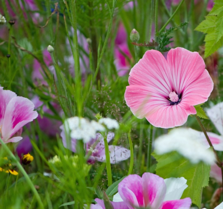 Creating your own mini meadow