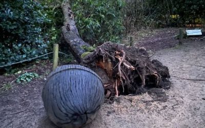 Tree down in the Park