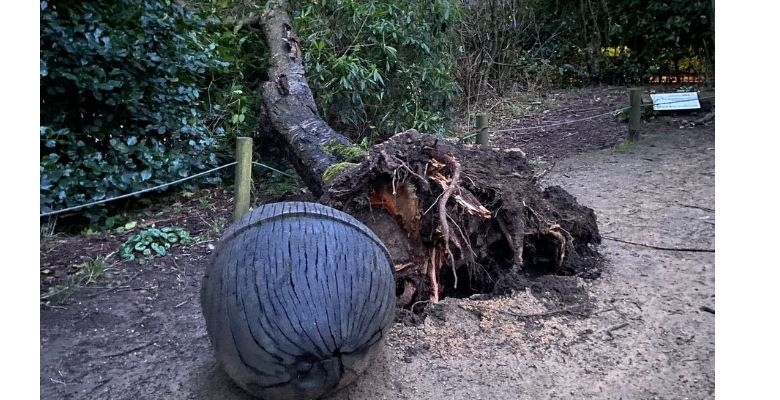 Tree down in the Park