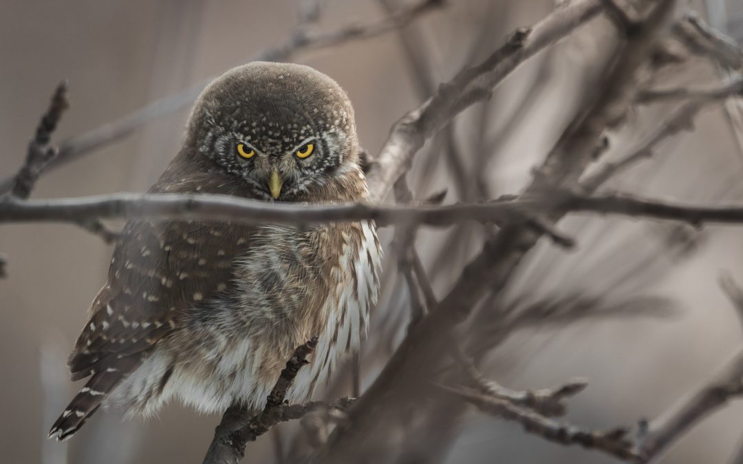 Let’s go and look for branch-eating owls