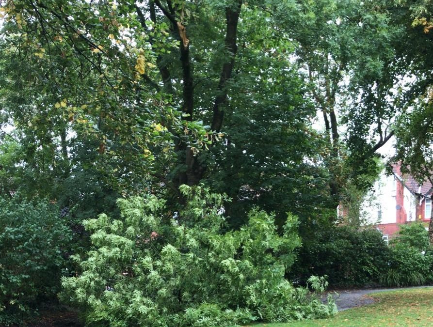Branch down in the Park