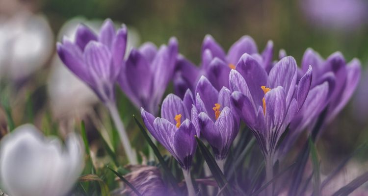 Rotary Crocuses in the Park