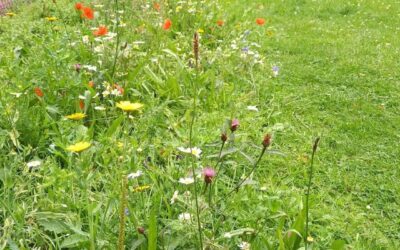 Wildflower mini meadow in the park