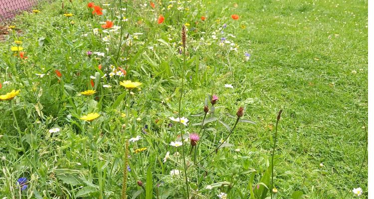 Wildflower mini meadow in the park