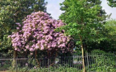 Spring through Summer - colours in the park