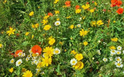 Latest notes and nature news