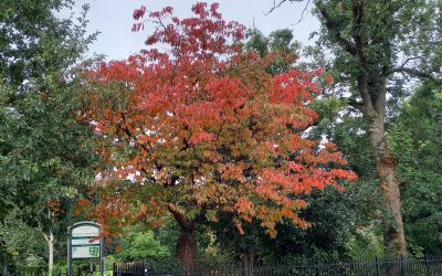Park notes and news, September 2025