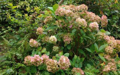 Should parks be used for commercial events?