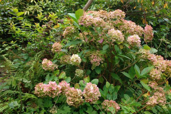 Should parks be used for commercial events?