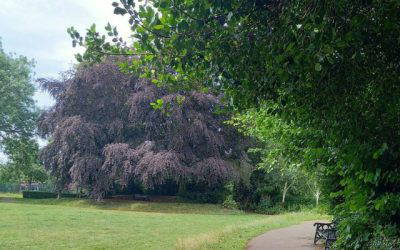 Welcome shade in the Park