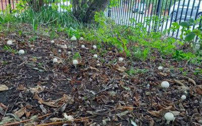 Toadstools in the Park