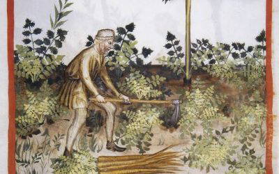The uses of tradition, killing things, virtual carrier pigeons, donkey taxis, brilliant birds……